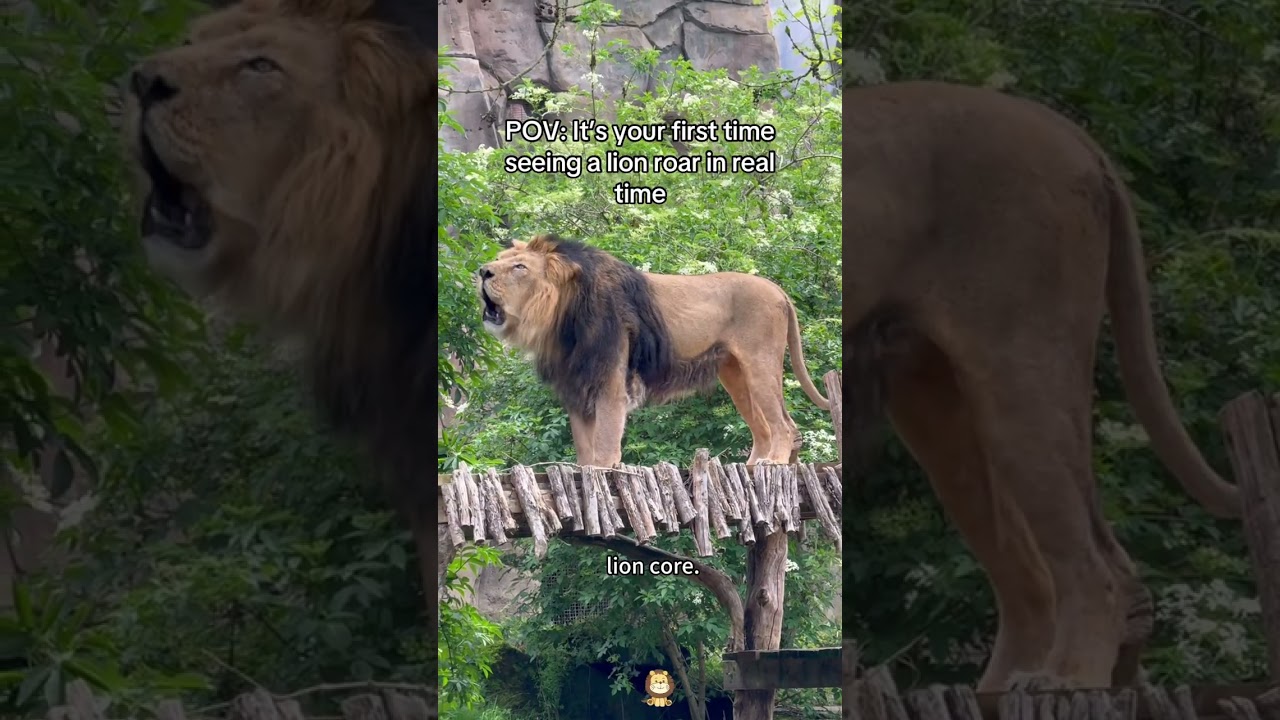 Cute lion 🦁 #funny #cute #zoo #lion #core