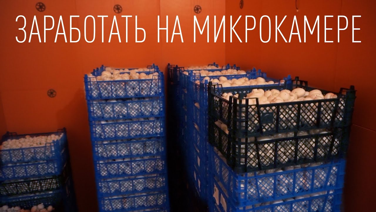 Заработать на грибах | Шампиньоны | Доходы, расходы, новый год