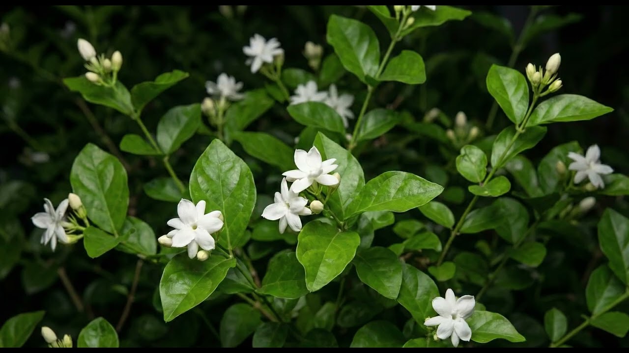 Flower Healing Music 🌹 Emotional Release & Calm