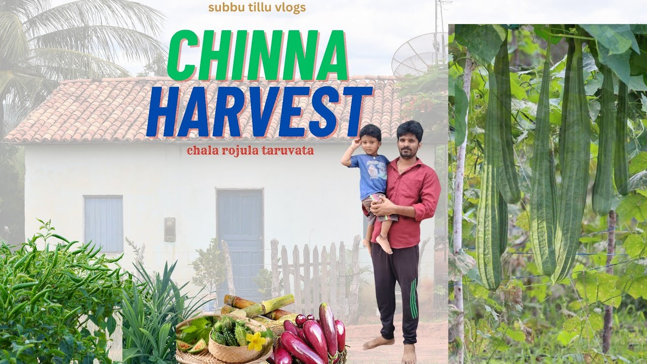 గంజి బెల్లం బియ్యంపిండి ఎరువుతో విరగకాసిన బీరకాయలు | subbu tillu vlog |#viral #1treanding