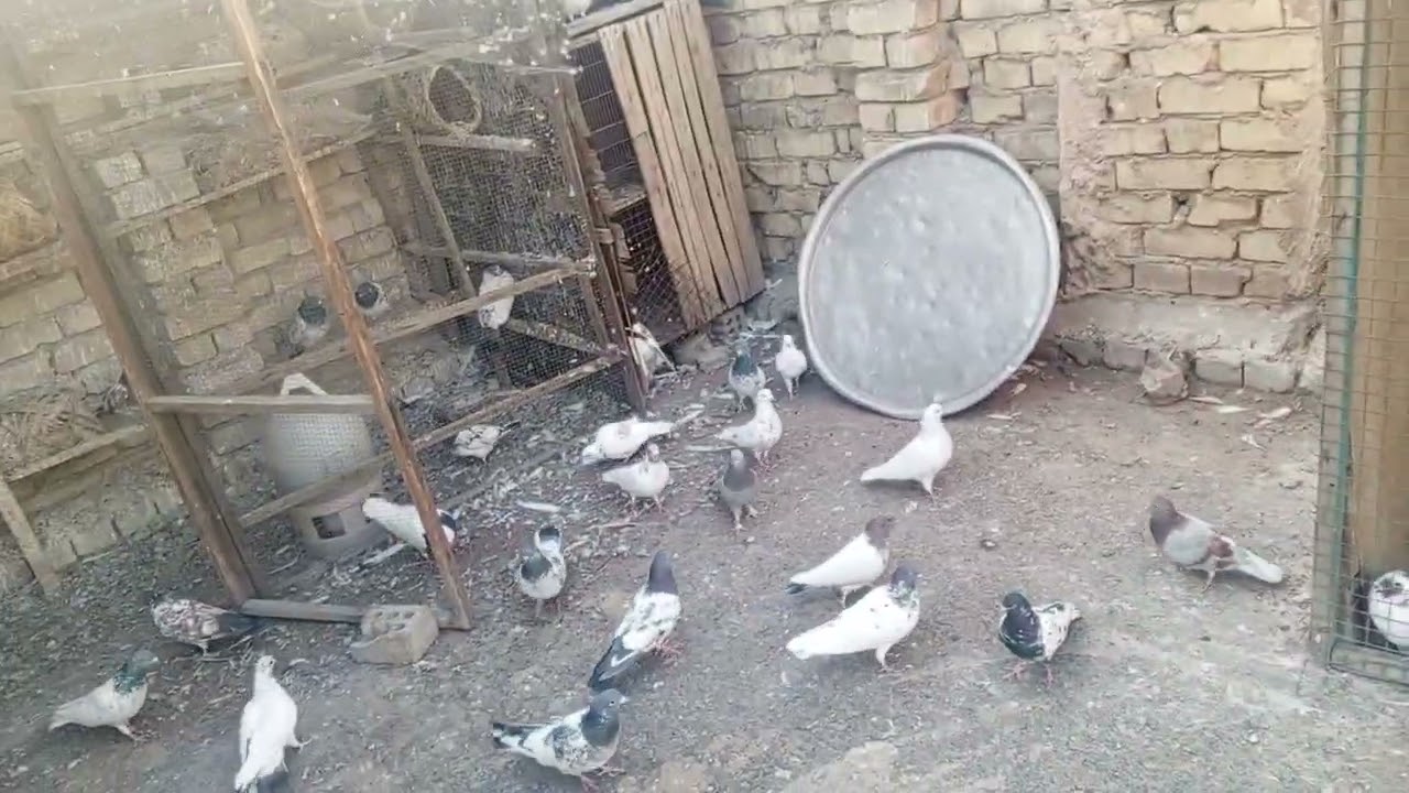اطينه جنح الرافل وزاجل ماكو 