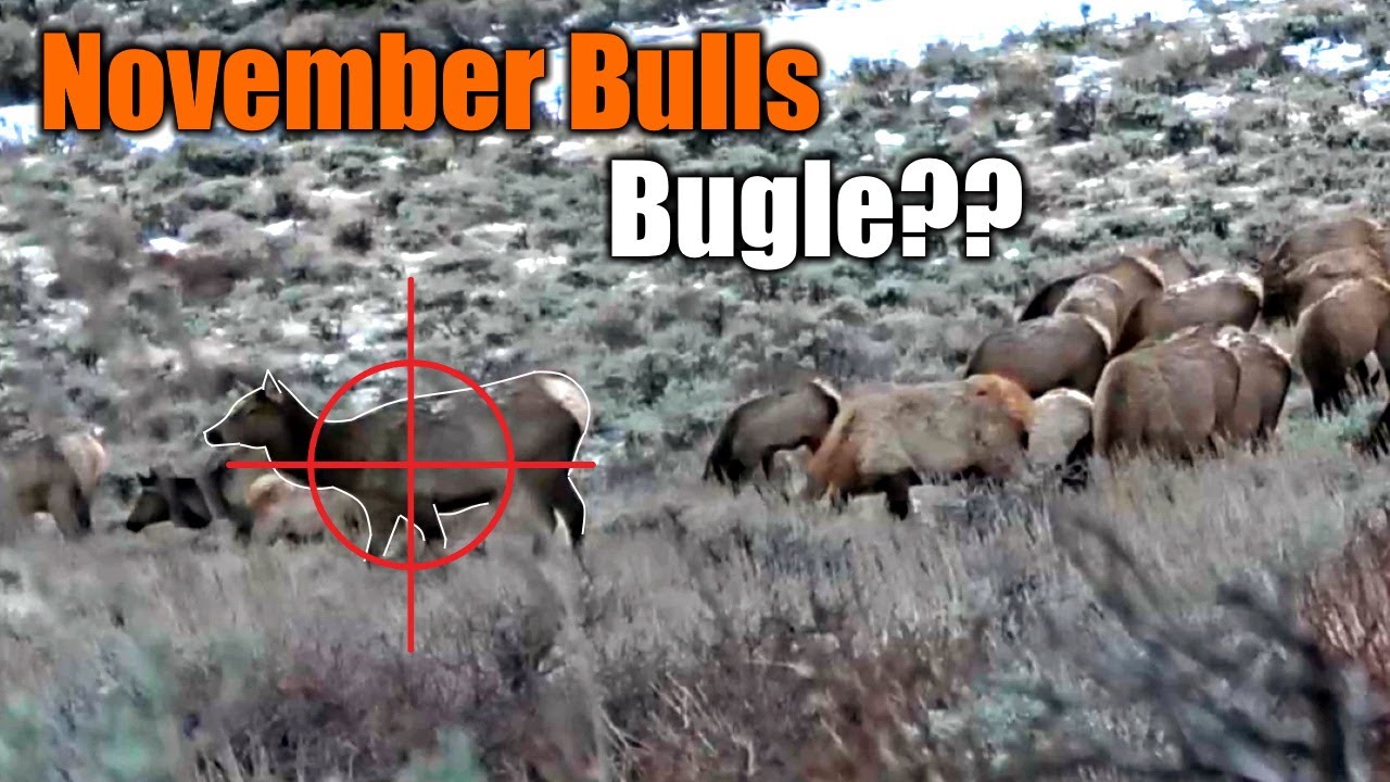 Bugling Bulls в ноябре | 3-й стрелковый забег Colorado Elk | МАЙК ХАНТС |