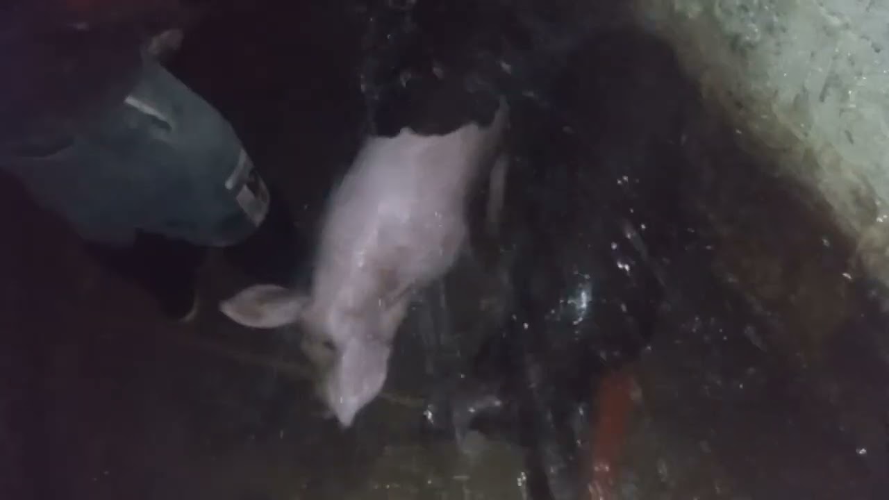 Finalizando o dia Limpando o chiqueiro e os porcos com o sogrão🐷🐖🚿