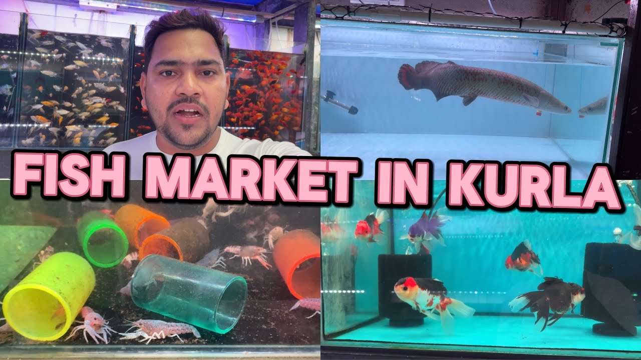 Kurla FISH market || nehru nagar fish market || adil khan ak vlog