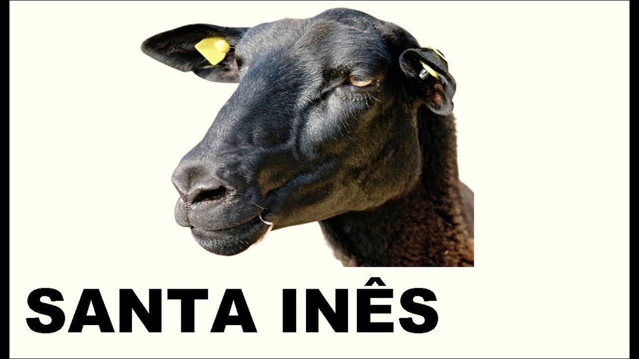 COMPROVADO! 3 VANTAGENS de CRIAR OVELHAS DA RA&Ccedil;A SANTA IN&Ecirc;S