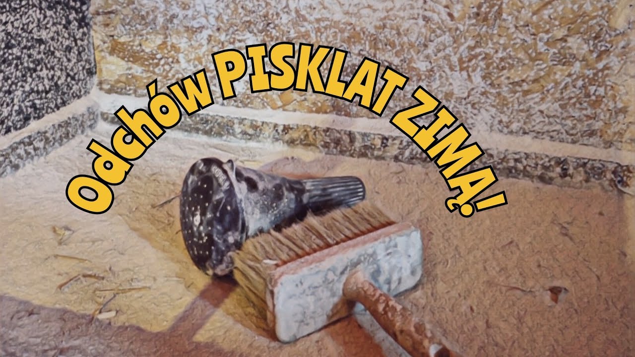 Odchów PISKLAT ZIMĄ! ❄️🐣🐤