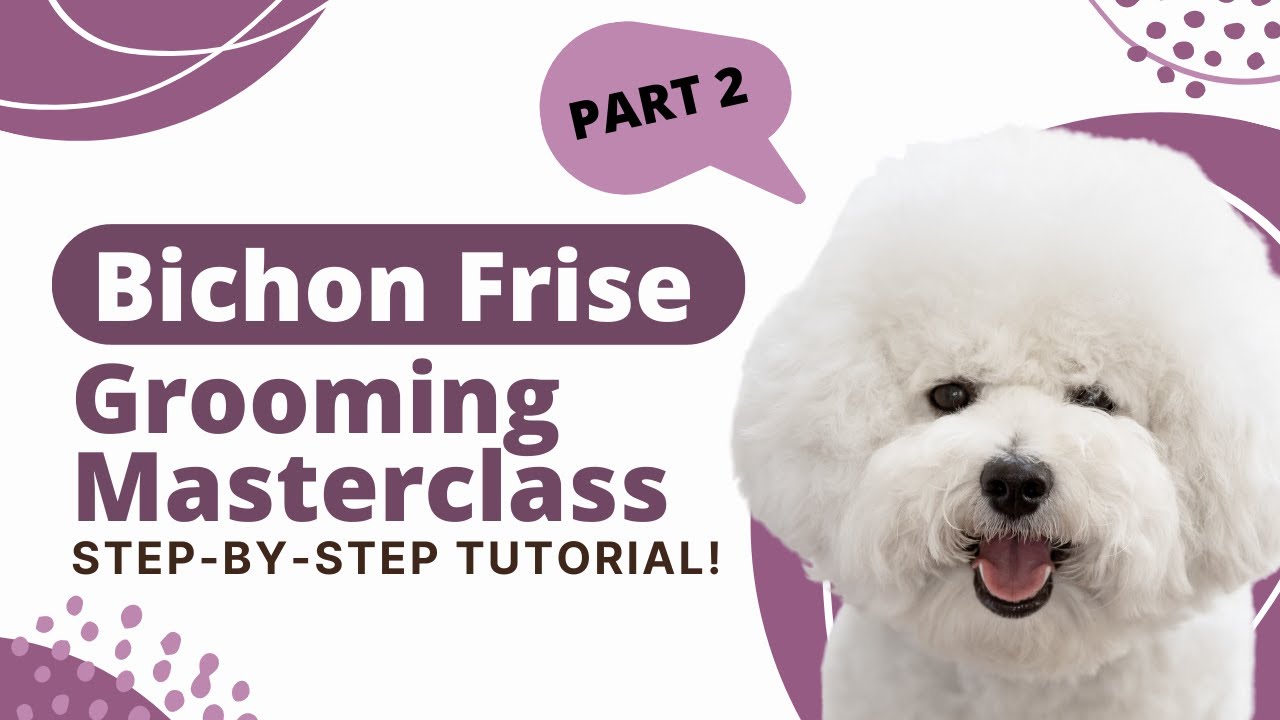How to groom a Bichon Frise: Part 2 | The Dog House Pet Salon
