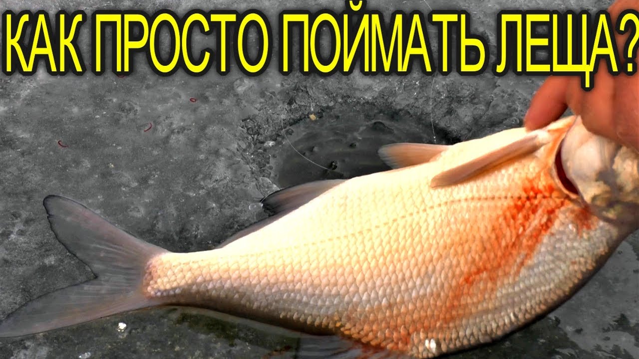 ПЕЧЕНЕЖСКОЕ ВОДОХРАНИЛИЩЕ !ХОТОМЛЯ - НАСОСНАЯ! ЛОВЛЯ  ЛЕЩА И ПЛОТВЫ ЗИМОЙ,ГОЛОДНЫЙ ЛЕЩЬ НА МОРИЫШКУ!
