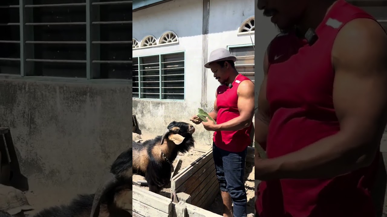kura kura makan kaktus sesuai untuk musim panas..
