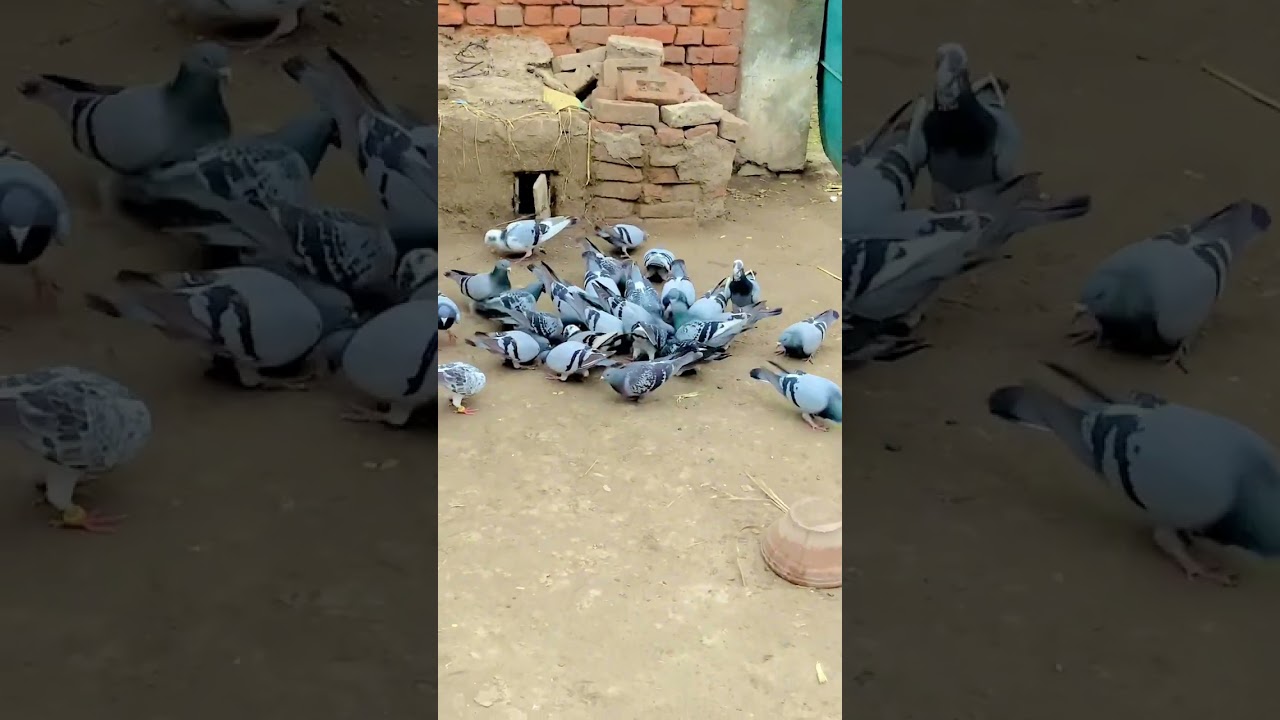 Qasid Kabutar For Sale | Racer Pigeons | Qasid Kabootar 2023
