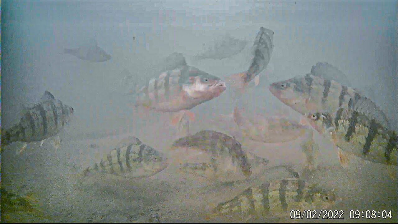 EPIC Underwater Footage! Ice Fishing JUMBO PERCH With New Lure!