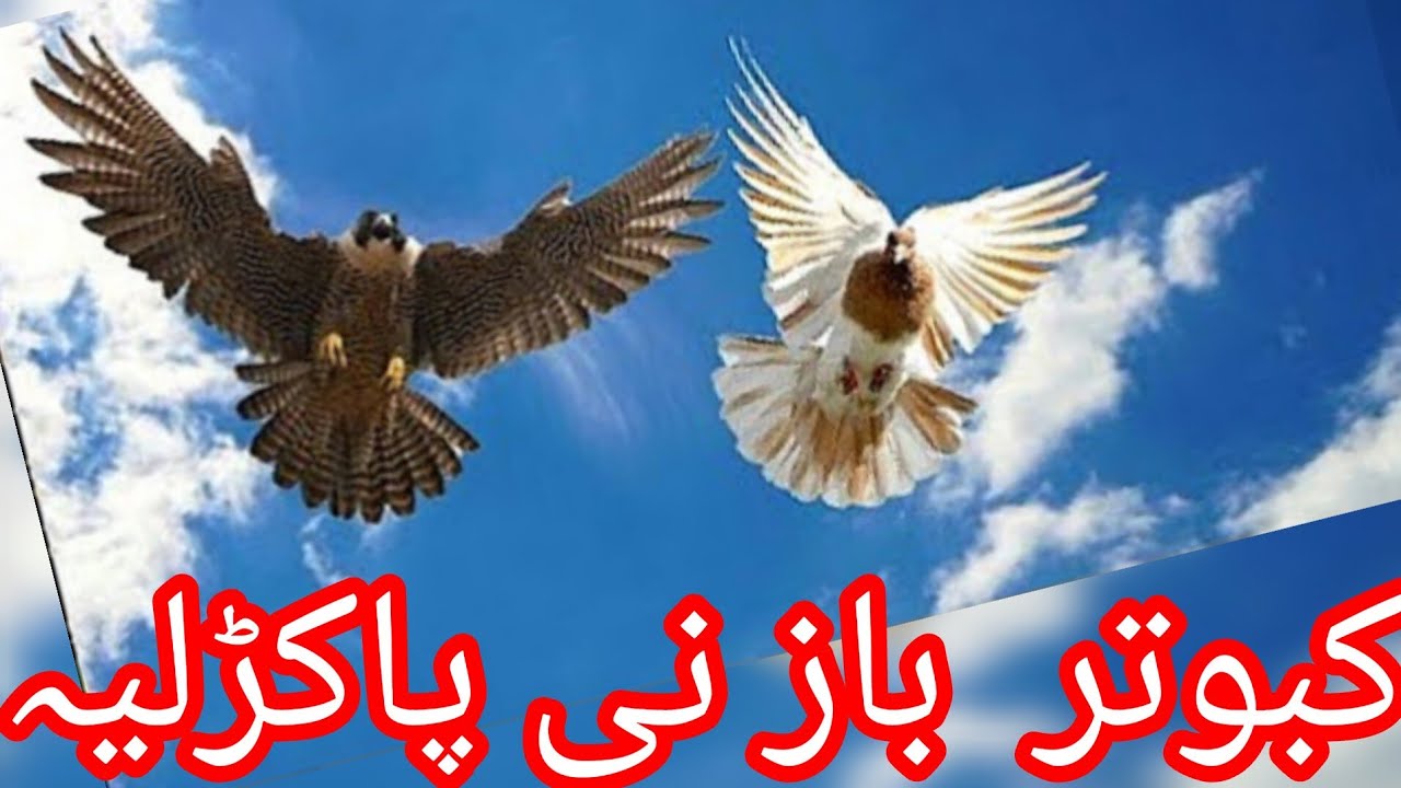 PENSON ROLLERS, raising pigeons, roller pigeons, FANCY PIGEONS, Pigeons, UNC, Indian Pigeons,