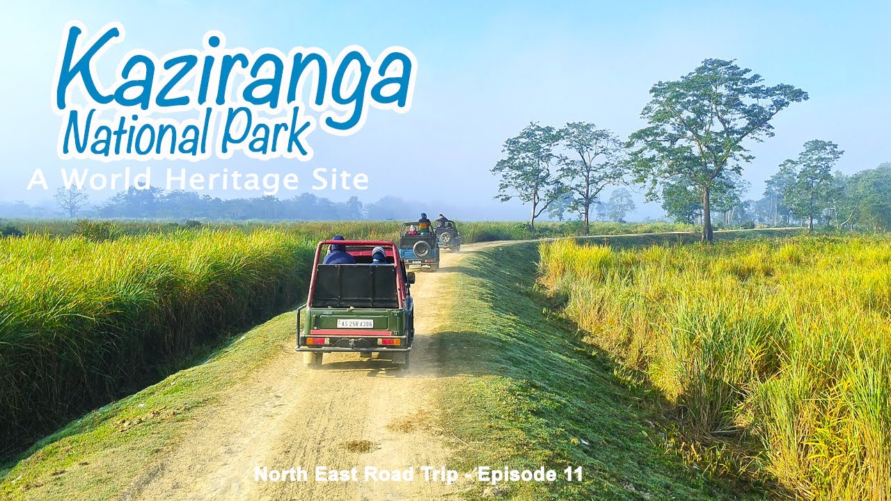 Kaziranga National Park & Tiger Reserve - A World Heritage site🦏 Single Horned Rhinos 🐅 Jypsy Safari