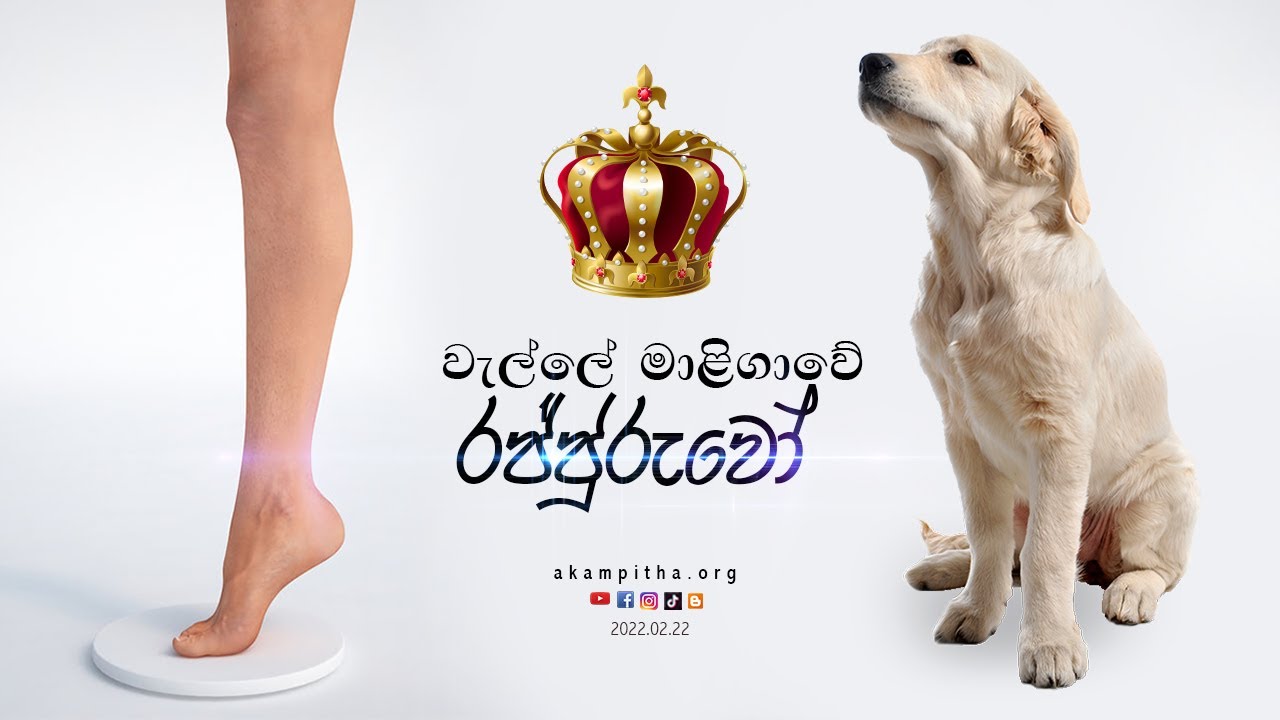 බල්ලා දන්නේ බුරන්න විතරයි !  මනුස්සයා දන්නවා හිතන්න 🐶🔗👑 | 2022.02.22 | දම් විමසුම | අකම්පිත