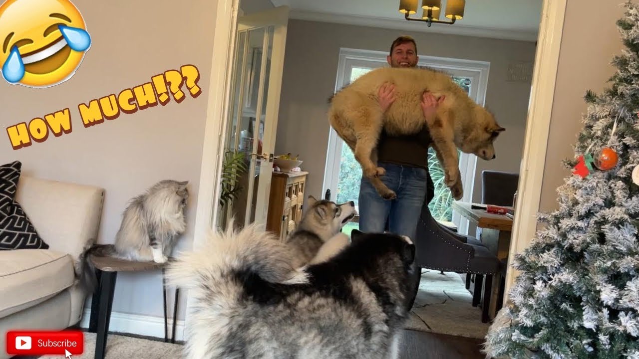 How Much Do Alaskan Malamutes Weigh?? (And The Cat!!)