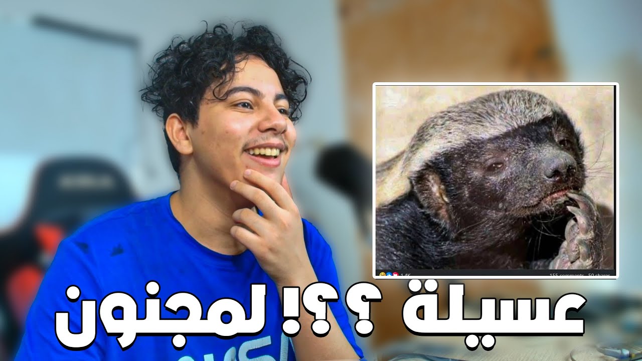 عسيلة تطليعة على أمجنن حيوان في البرية