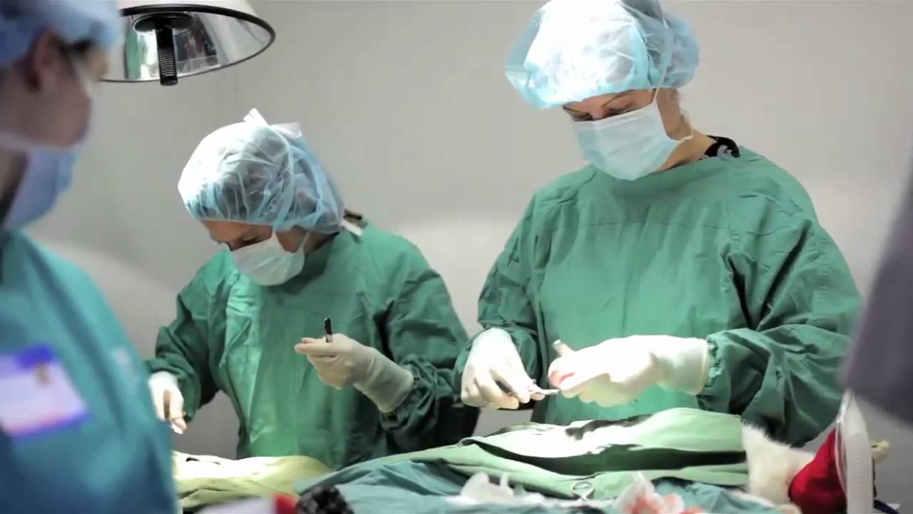 Spay Day For Feral Cats