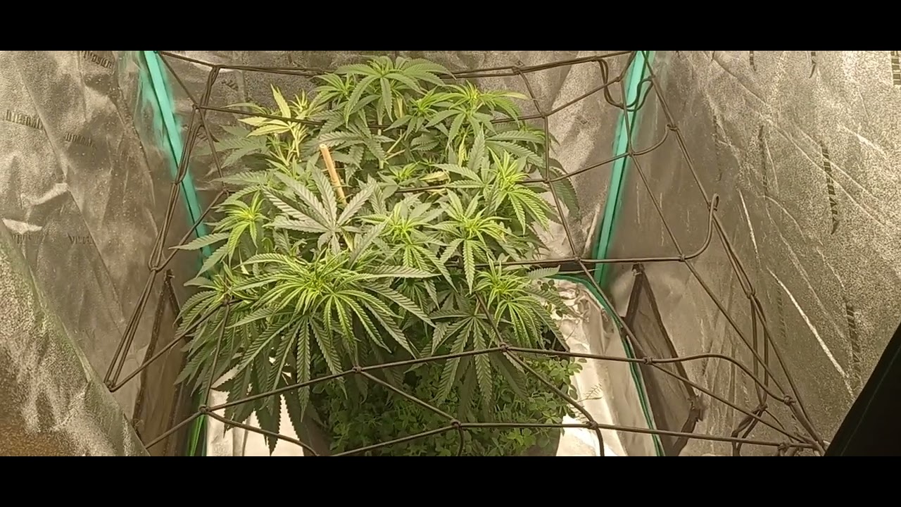 Update Arise&times;Golden Goat Irie Genetics.