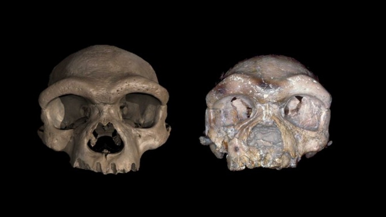 Denisowianie zyskują twarz. Ostatni rok w paleoantropologii | Katarzyna Kaszycka