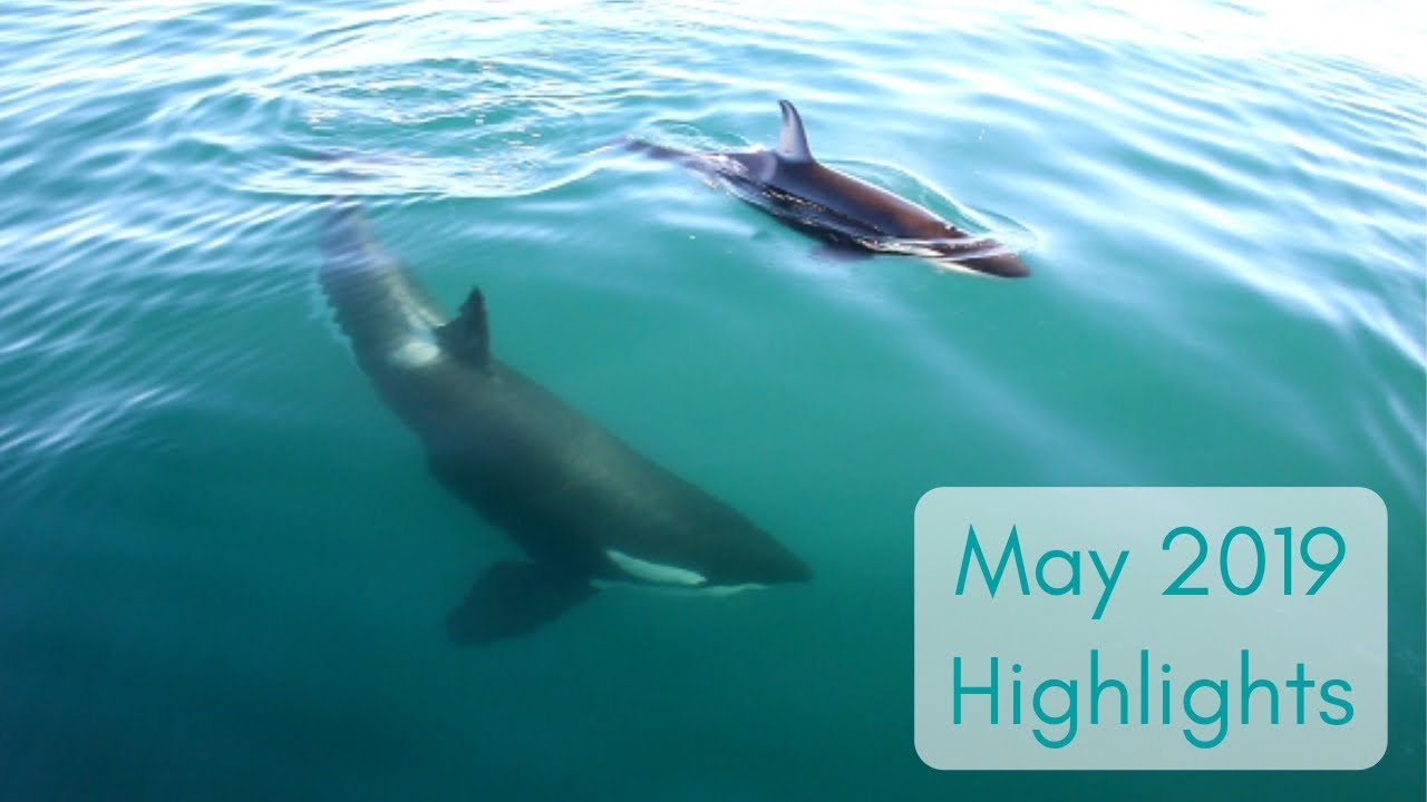 May 2019 Whale Watching Highlights | Auckland Whale & Dolphin Safari