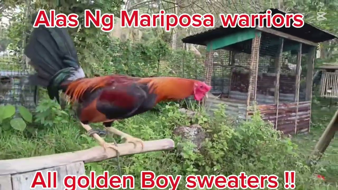 Golden boy sweaters Sp line