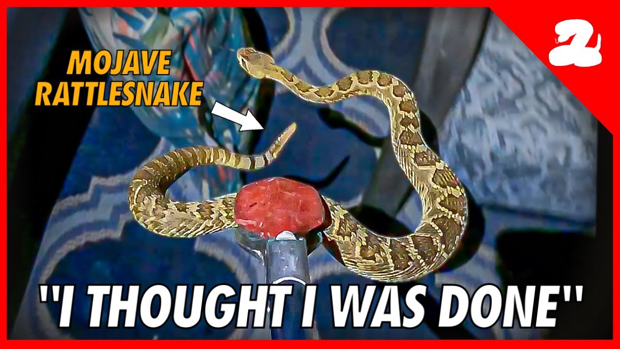 I’m Tripping Over Rattlesnakes! Long Night of Removal Calls