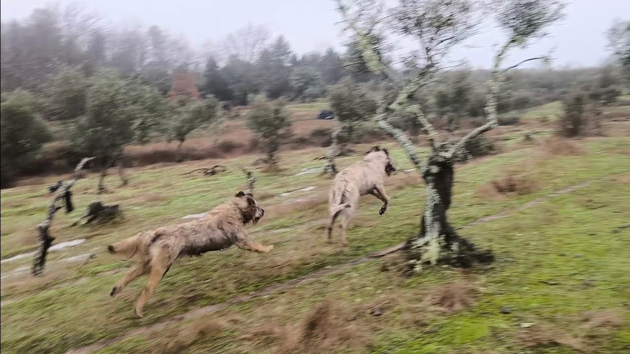 Esto sí que se lo pasan bien, mirar mirar mirar