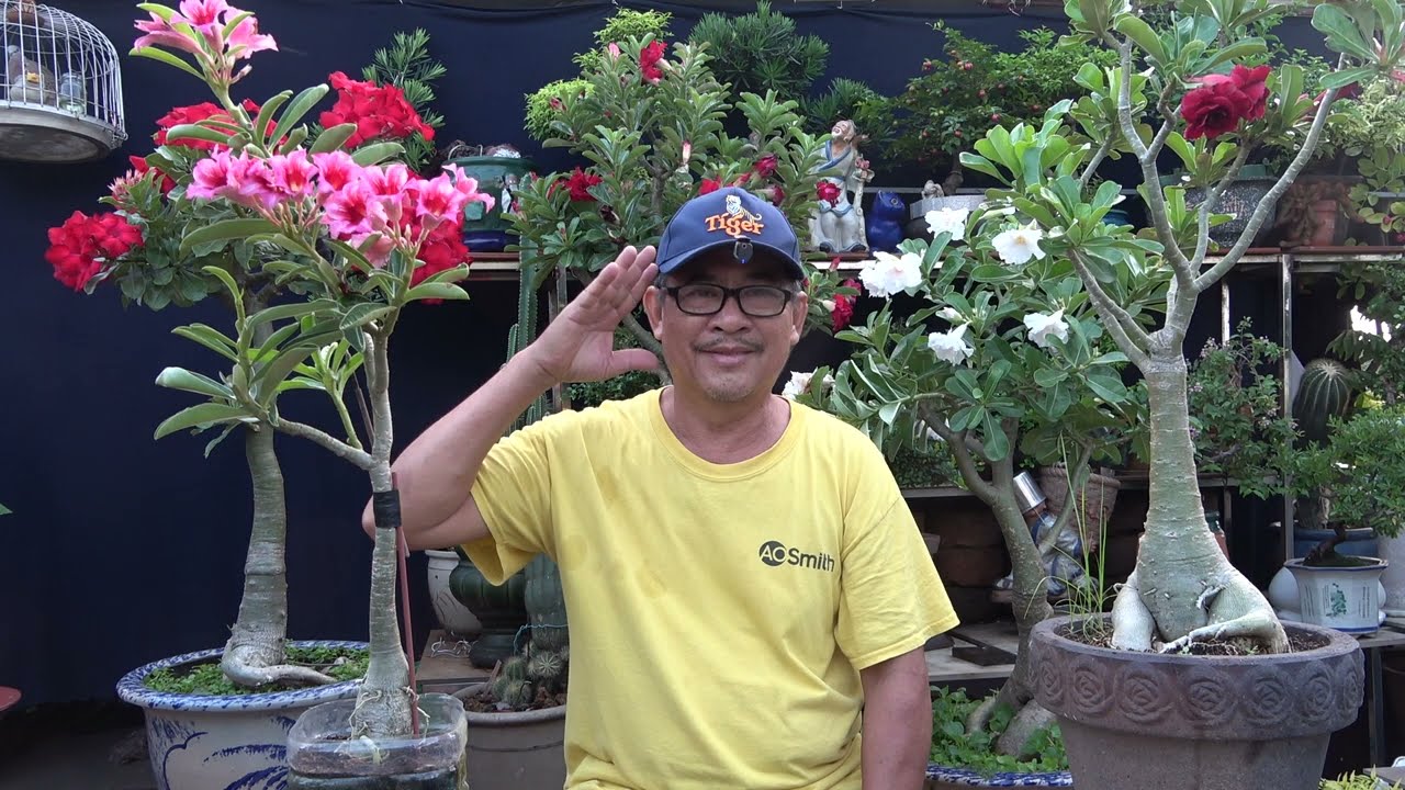 KINH NGHIỆM TRỒNG SỨ THÁI PHÁT TRIỂN TỐT RA HOA QUANH NĂM .