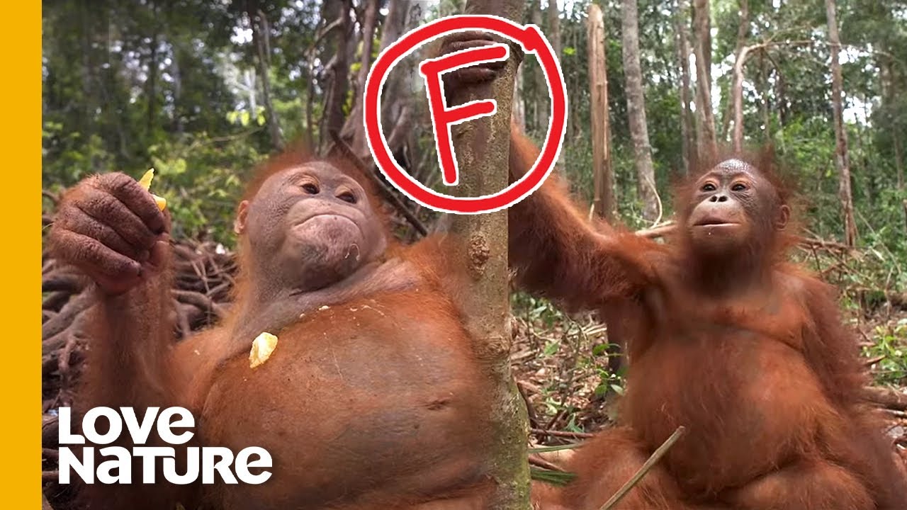 Orphan Baby Orangutans Malika And Beni Flank Climbing Class | Love Nature