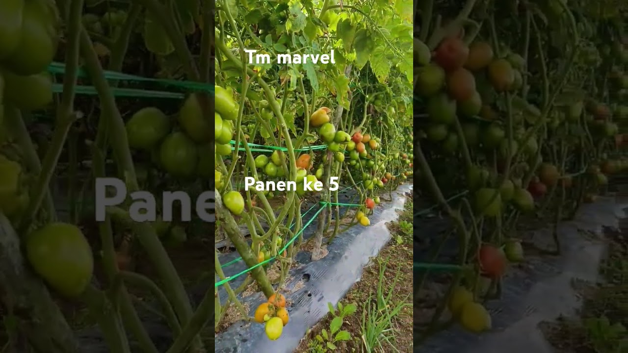 tomat marvel...panen ke 5