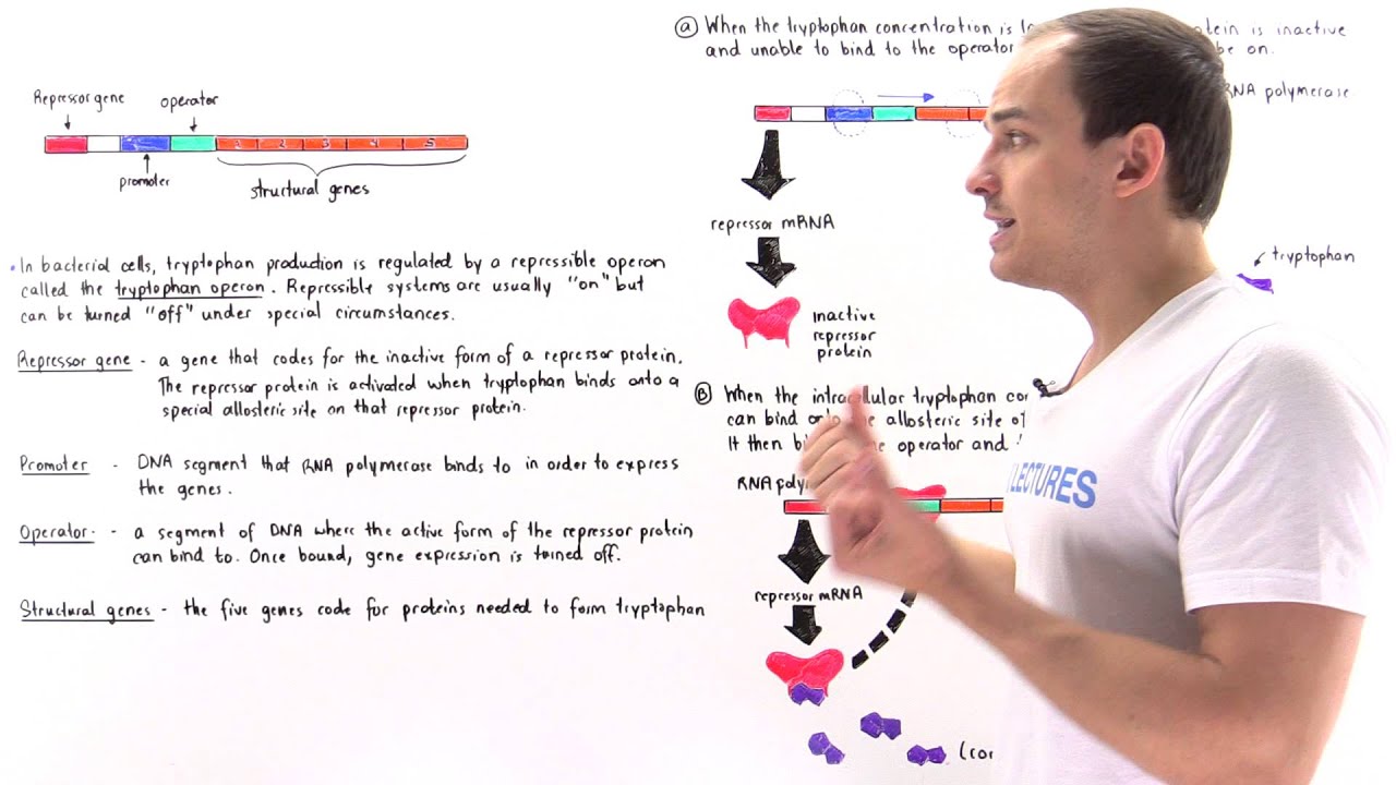 Tryptophan Operon