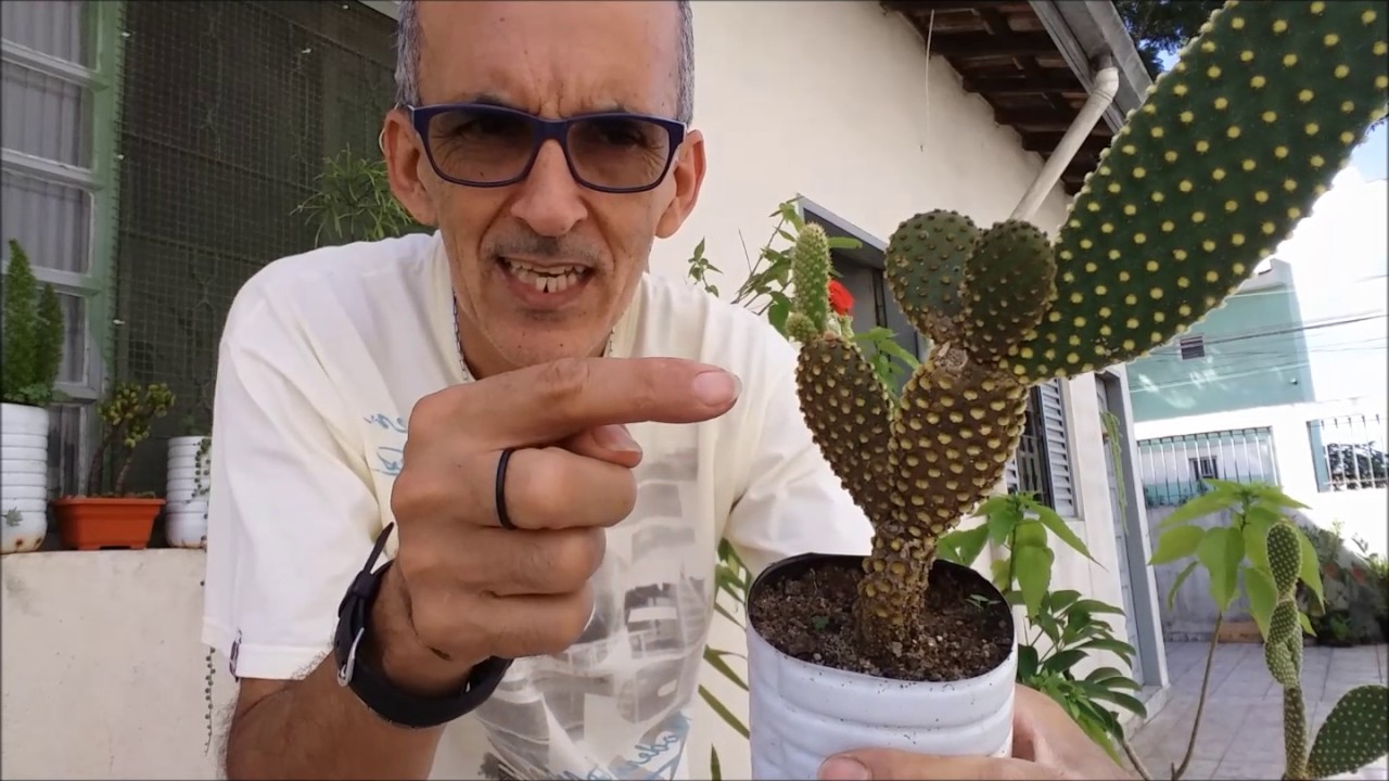 Orelha de Mickey, como fazer mudas, cuidar e plantar (Opuntia microdasys).