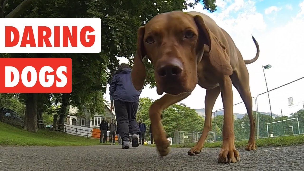 Daring Dogs | Funny Dog Video Compilation 2017
