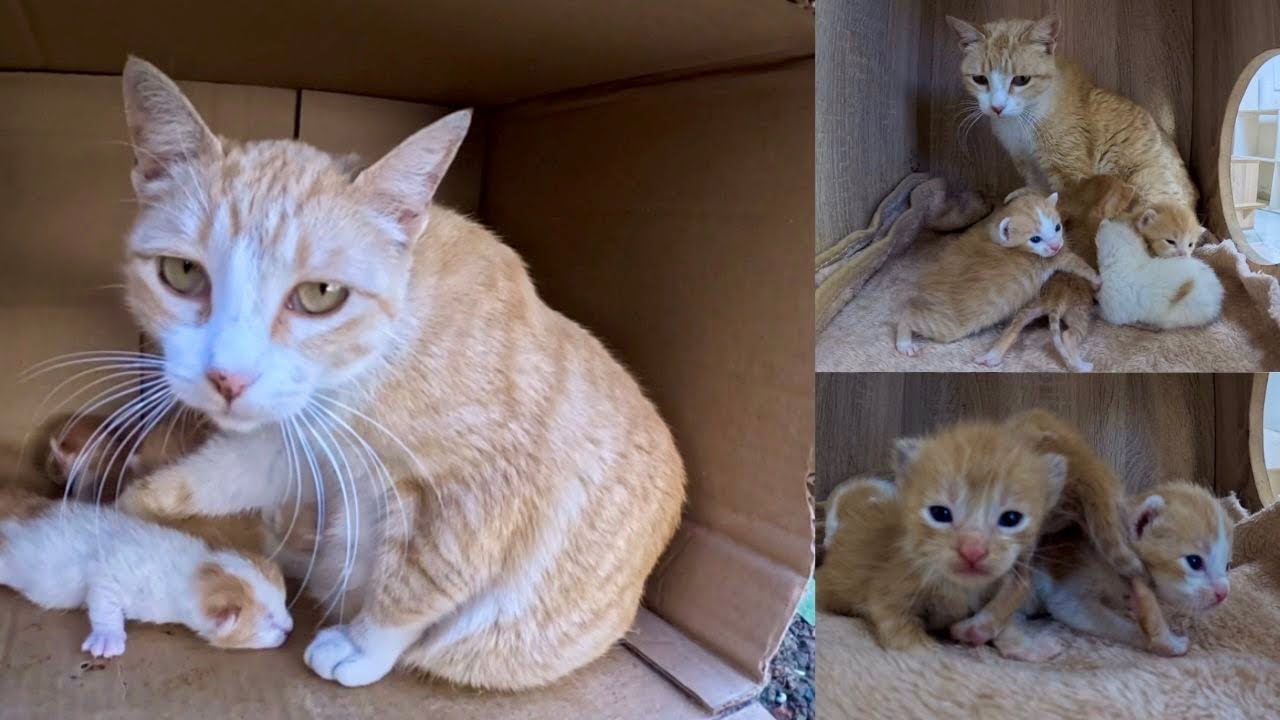 Пытаемся спасти маму-кошку-треножку с 6 новорожденными котятами || Через 12 дней