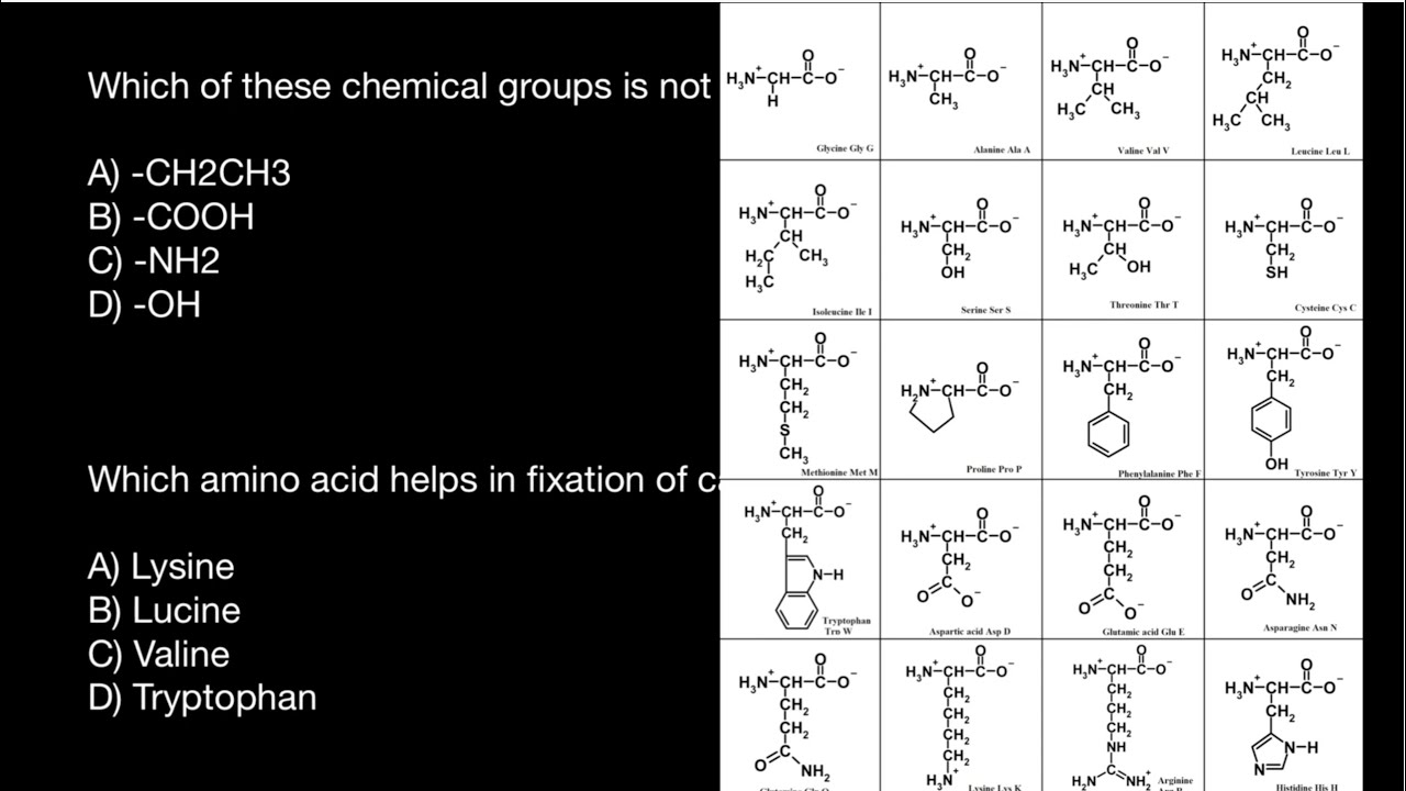 Hydrophobic and Hydrophilic Amino Acids