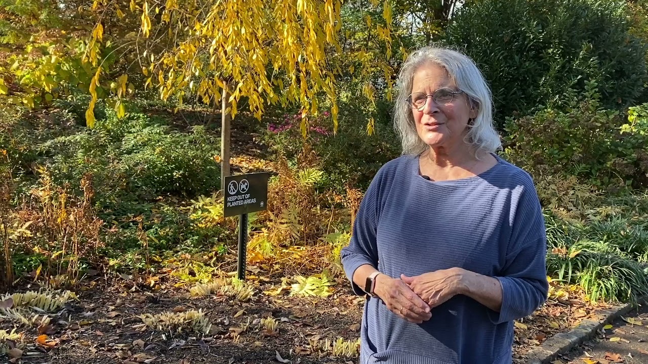 Two Minutes with Trees in Fort Tryon Park - DAWN REDWOOD