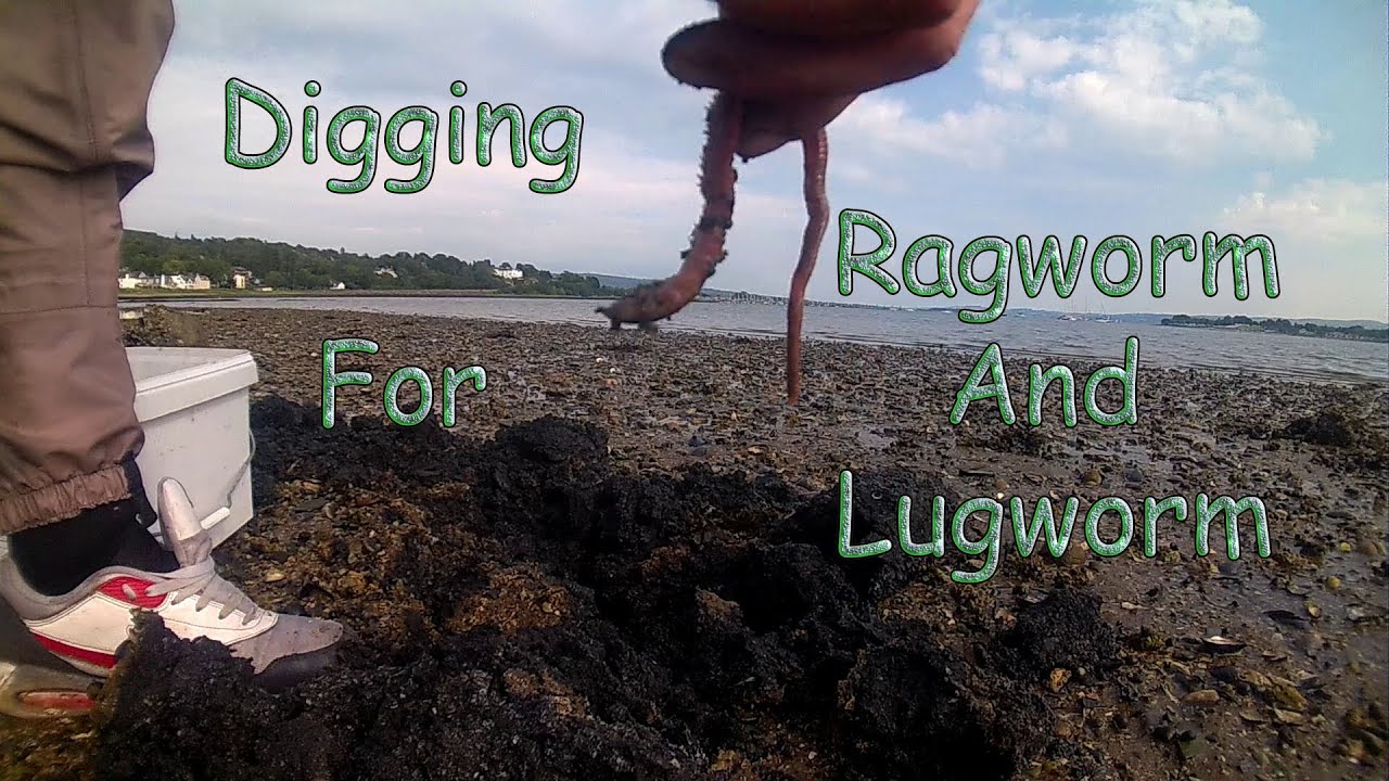 Digging Bait Ragworm and Lugworm
