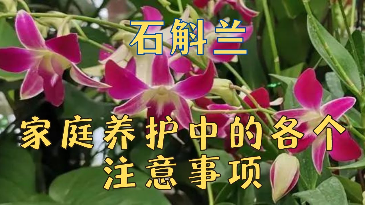 石斛兰家庭养护中的各个注意事项，与兰友们一一分享。