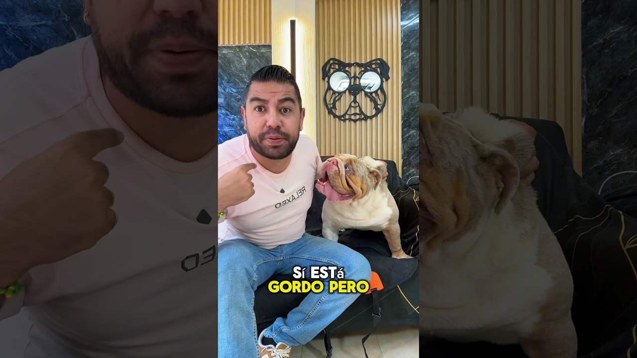 No voy a permitir que le digan gordo a Polar 🐶🐾#perrodexavi #polar #humor