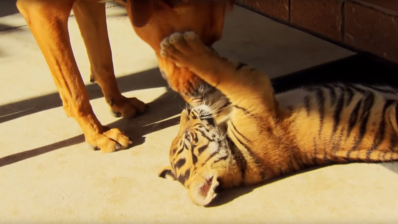 Feisty Tiger Cubs Play with Dogs | Tigers About the House | BBC Earth