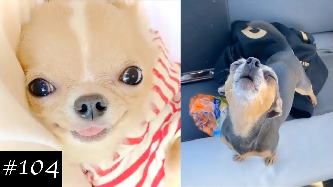 Chihuahua Dogs Compilation | Funny Dog Videos 2021