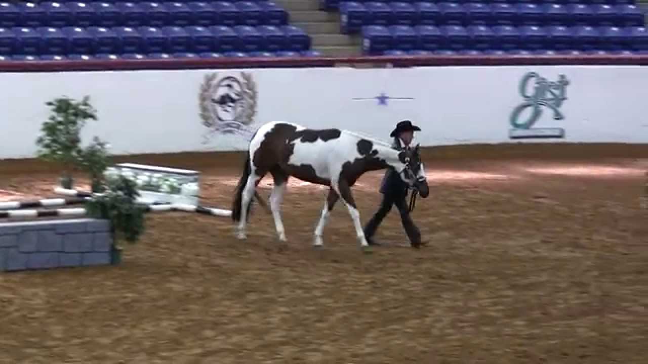 Luna APHA World Show Gold In-Hand Trail Futurity 10-Nov-15