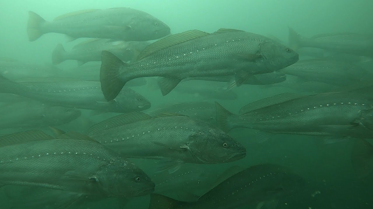 168🐟 INCROYABLE BANC DE GROS MAIGRES 🐟ARGYROSOMUS 🐟 Apn&eacute;e et chasse sous-marine en Vend&eacute;e #video2mam
