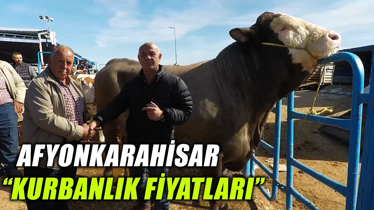 En Güncel Afyonkarahisar Kurbanlık Fiyatları | Bakmadan Piyasaya Çıkma