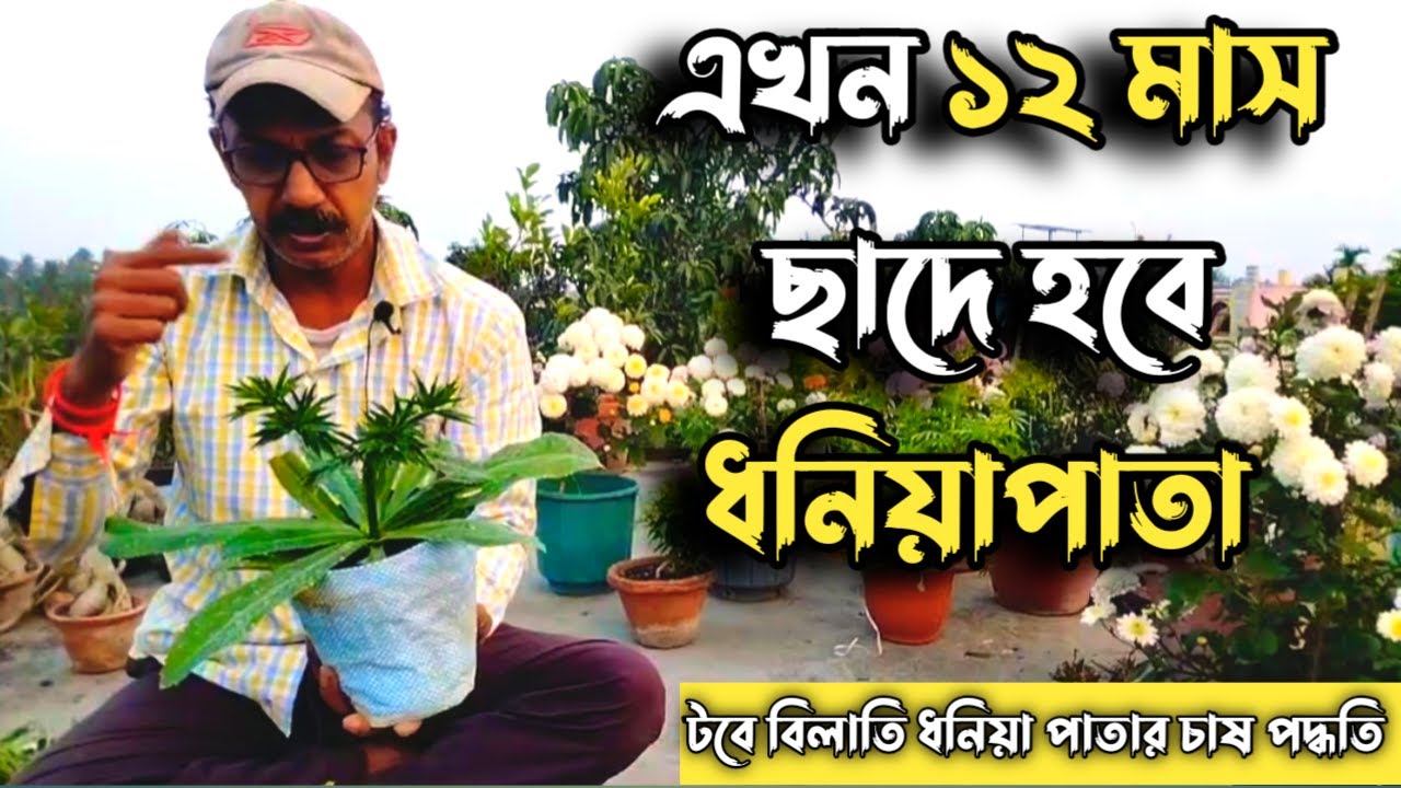 বিলাতি ধনিয়া পাতার ছাদে টবে চাষ এবং যত্ন নিয়ে গুরুত্বপূর্ণ টিপস how to grow Bilati Dhoniya easily