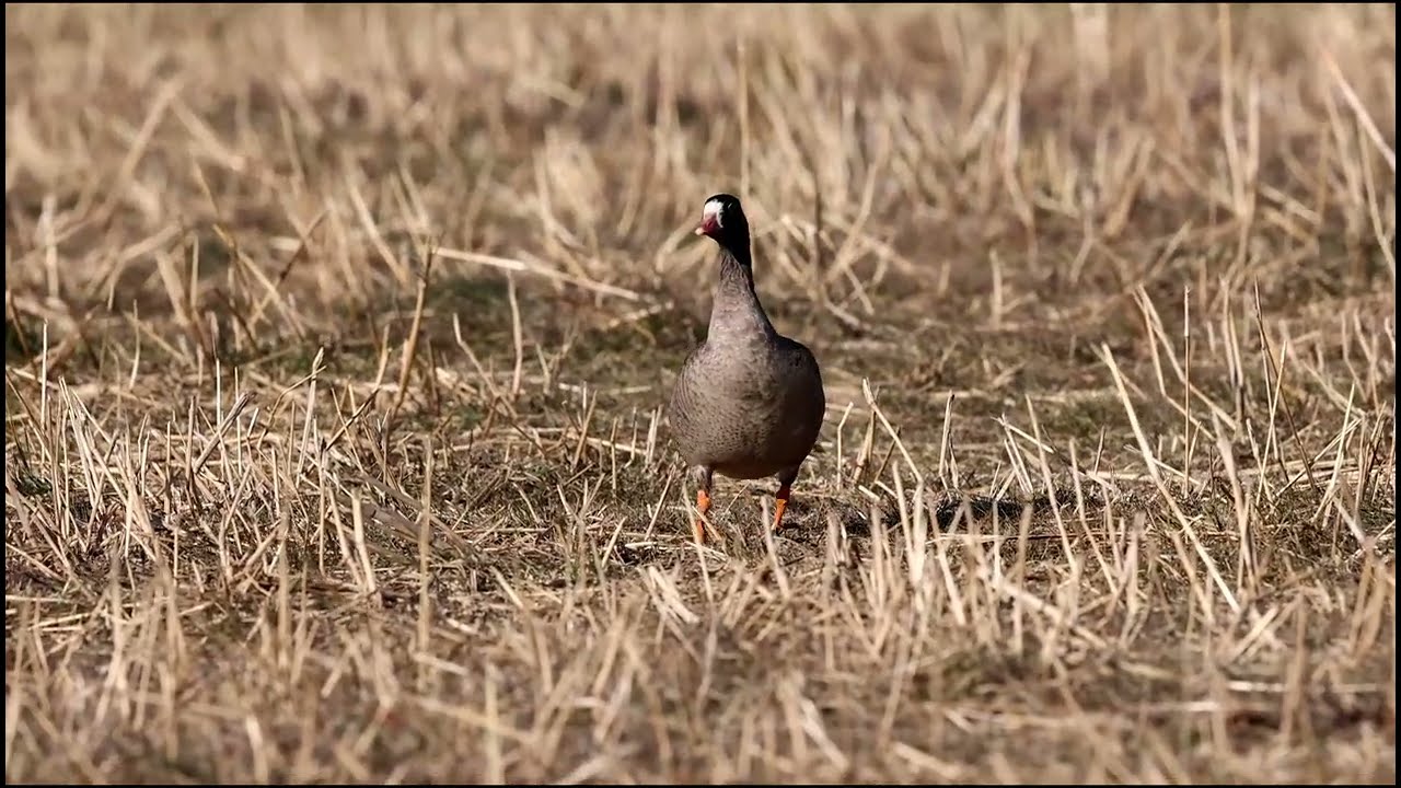 カリガネ幼鳥の食事他