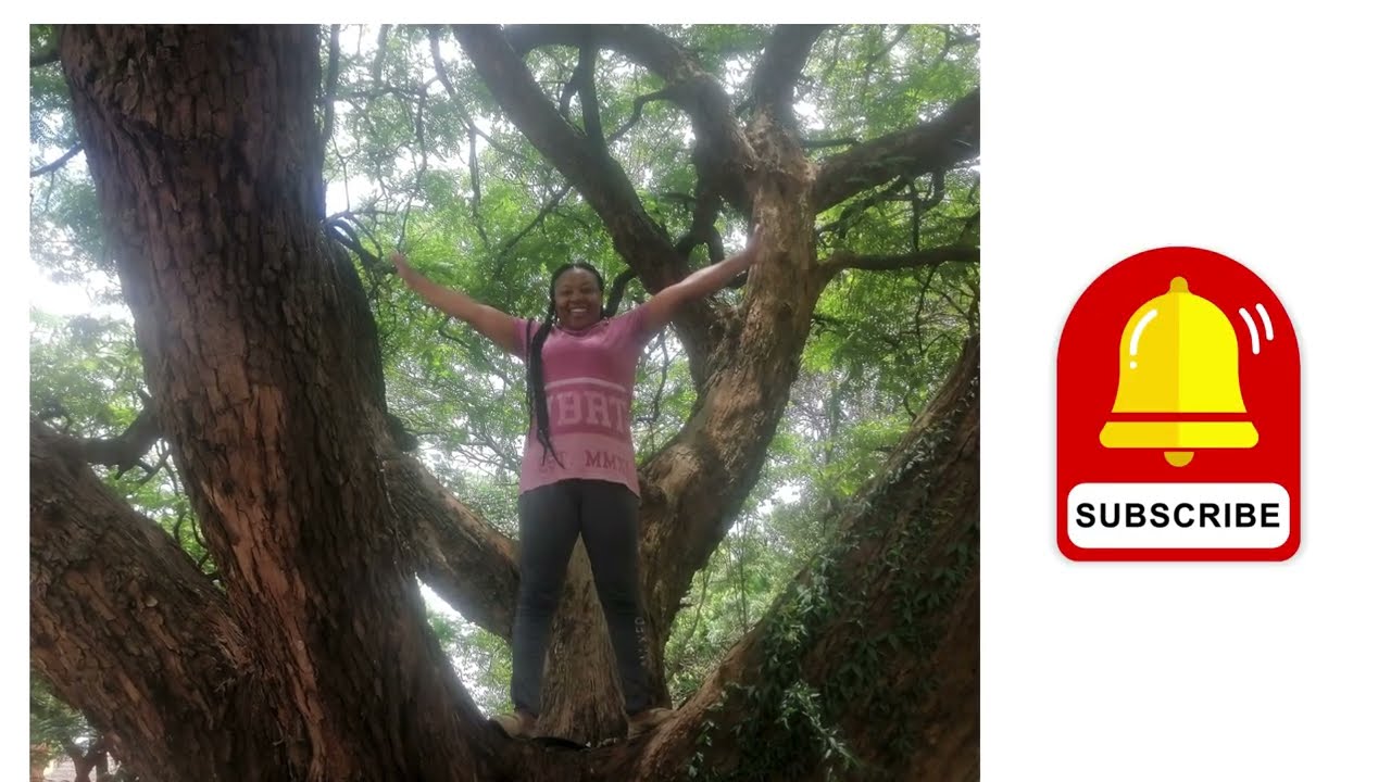 Why This One Tree in Harare Changed My Perspective.