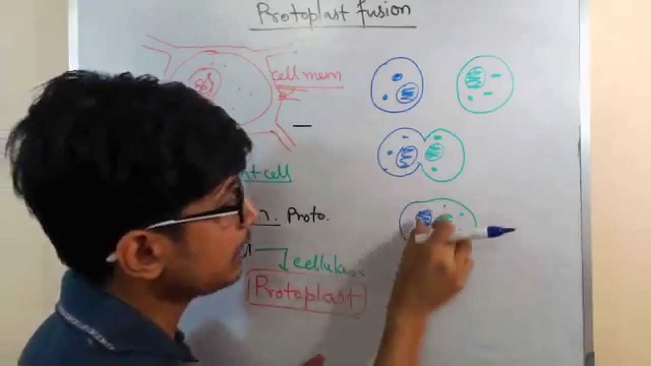 Protoplast Fusion