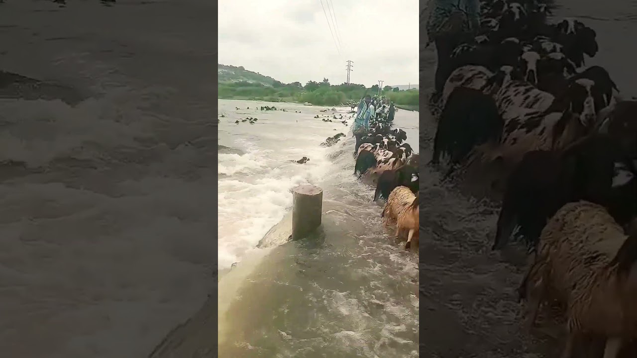 #telugusongs #tollywood #folksong #vandemataramsrinivas #telugusongs2025 #adityamusic #telugunewsong