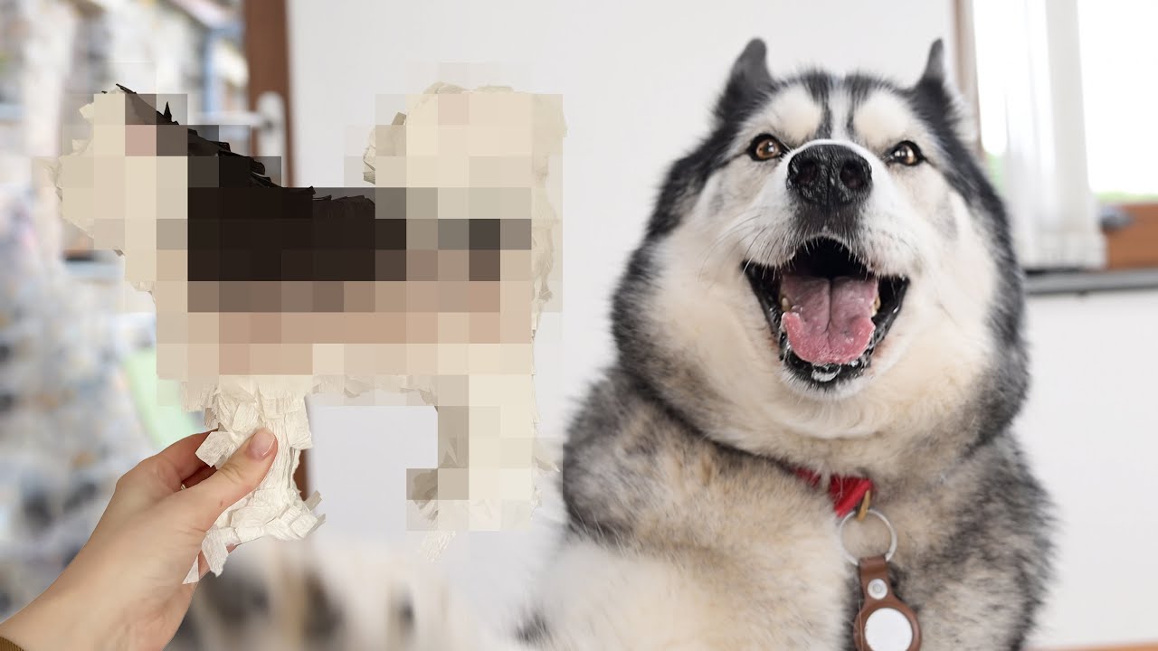 I Turned My HUSKY Into A Pinata For His Birthday!
